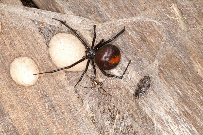 Latrodectus_hasselti_D3657_Z_85_Hamelin pool_Australie.jpg